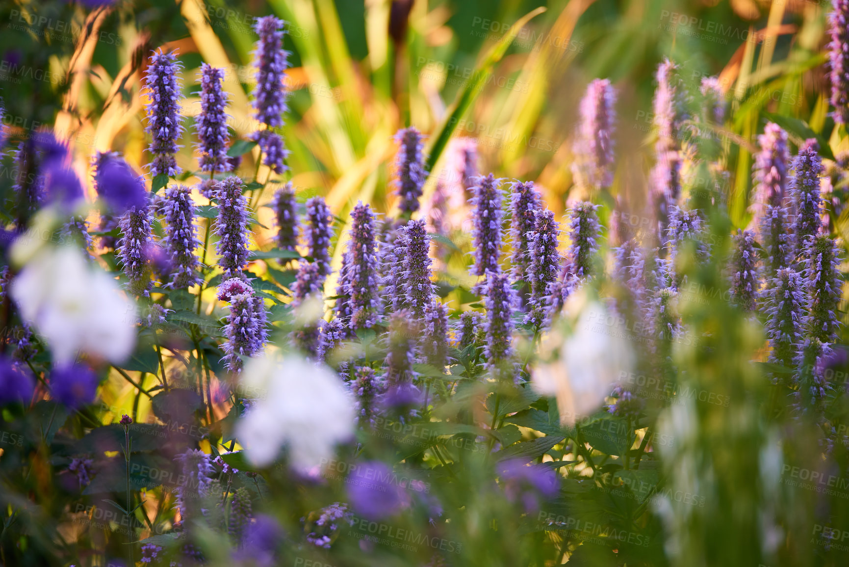 Buy stock photo Blooming Hyssop plants in a garden. Lupine field with white flowers and mixed plants on a sunny day. Selective focus on lavender lupine plant. Summer flowering lupins and other flowers in a meadow. 