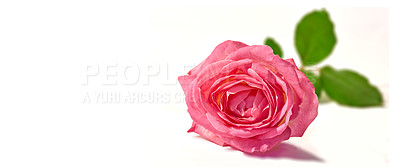 Buy stock photo A photo of a beautiful rose