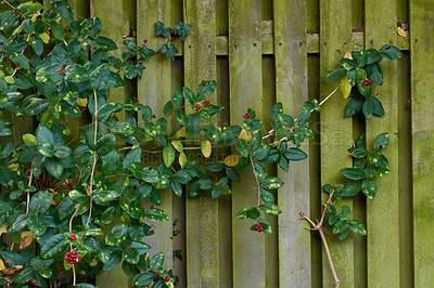 Buy stock photo Green creeping plant growing on a wooden fence outside for a botanical copy space background. Variegated vines with wild red berries climbing on an old mossy wood wall in a rustic cottage garden