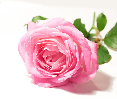 Buy stock photo A photo of a beautiful rose