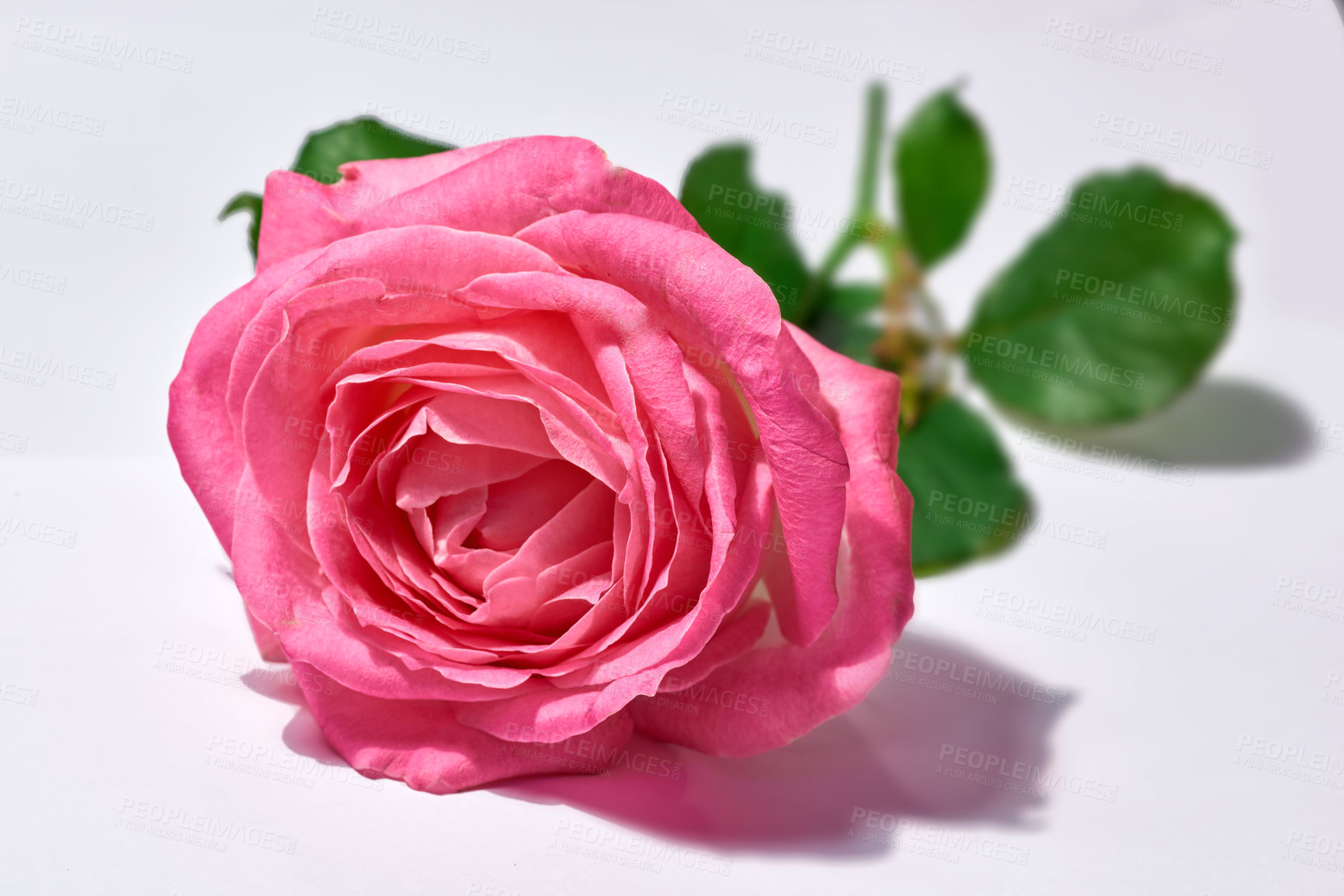 Buy stock photo A photo of a beautiful rose