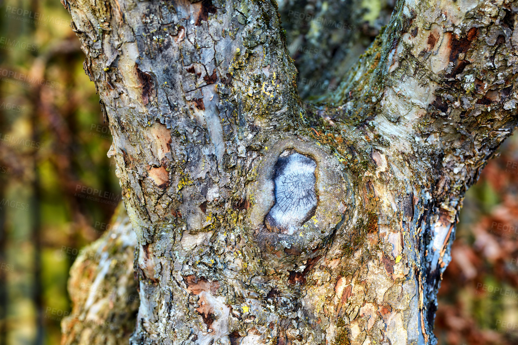 Buy stock photo Closeup of broken tree bark on old coniferous trunk in quiet forest or woods. Texture detail of rough wood chipping from climate, algae or moss. Dry weather and dehydration causing sunscald splitting