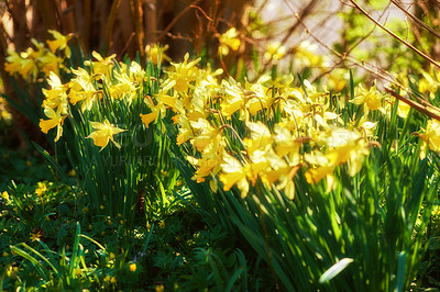 Buy stock photo Yellow daffodils growing in a botanical garden on a sunny day outside. Scenic landscape beautiful flowers with bright petals blossoming in nature. Spring plant representing rebirth and new beginnings