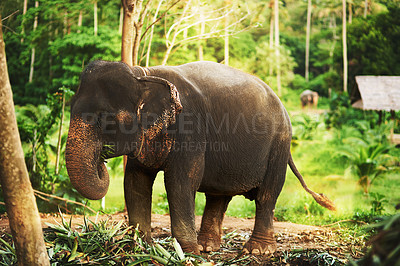 Buy stock photo Shot of a elephant walking in the jungle going about it's day and eating plants