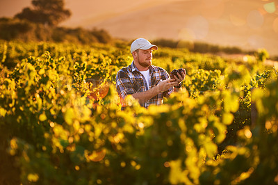 Buy stock photo Shot of a happy farmer holding a bunch of grapes while standing in a vineyard