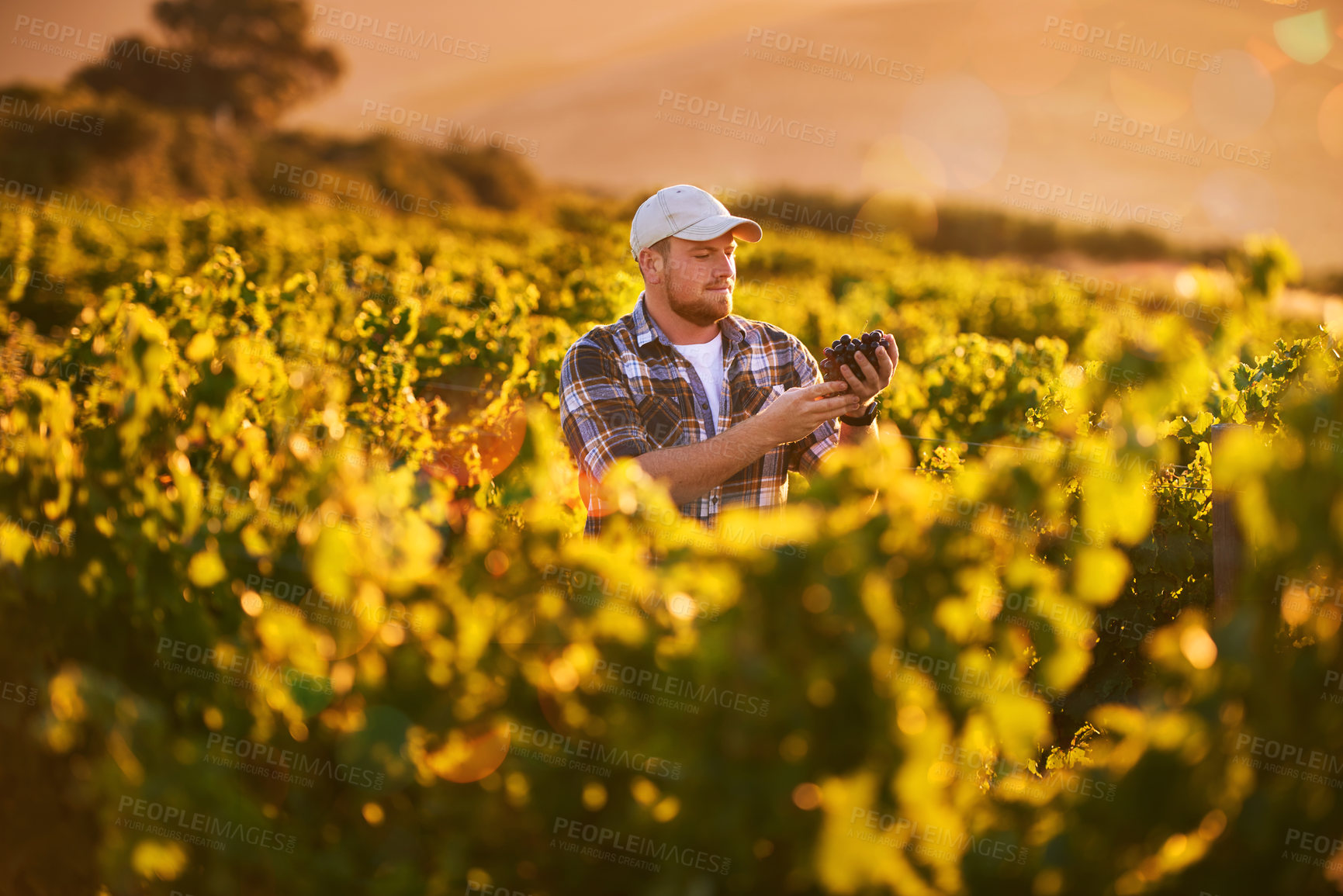 Buy stock photo Shot of a happy farmer holding a bunch of grapes while standing in a vineyard