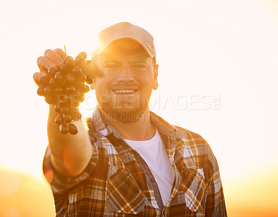 Buy stock photo Portrait of a happy farmer holding up a bunch of grapes, excited and happy with organic fruit. Young man proud of sustainable farming, cheerful and eager to start his produce selling business