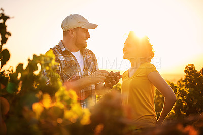 Buy stock photo Shot of two young winemakers examining the grapes in their vineyard together