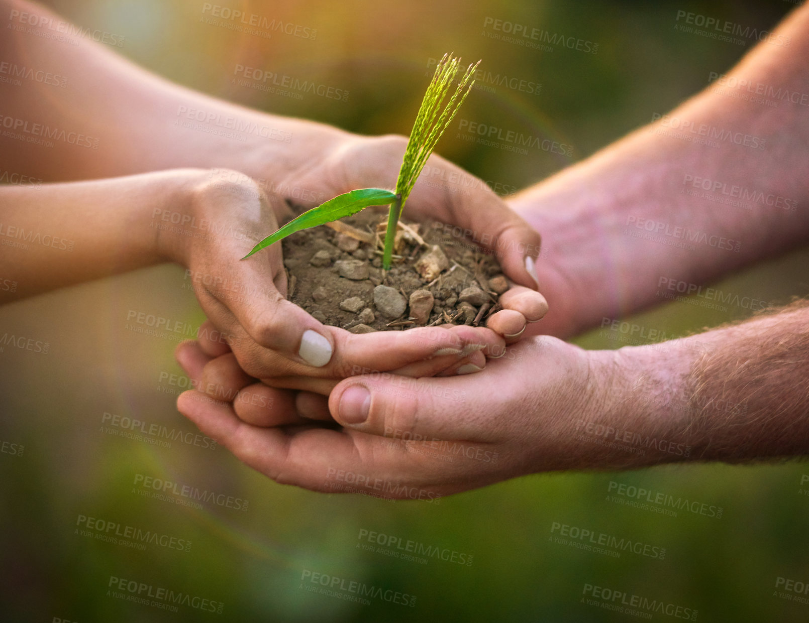 Buy stock photo Shot of two unidentifiable people holding a small seedling in their hands while standing outside