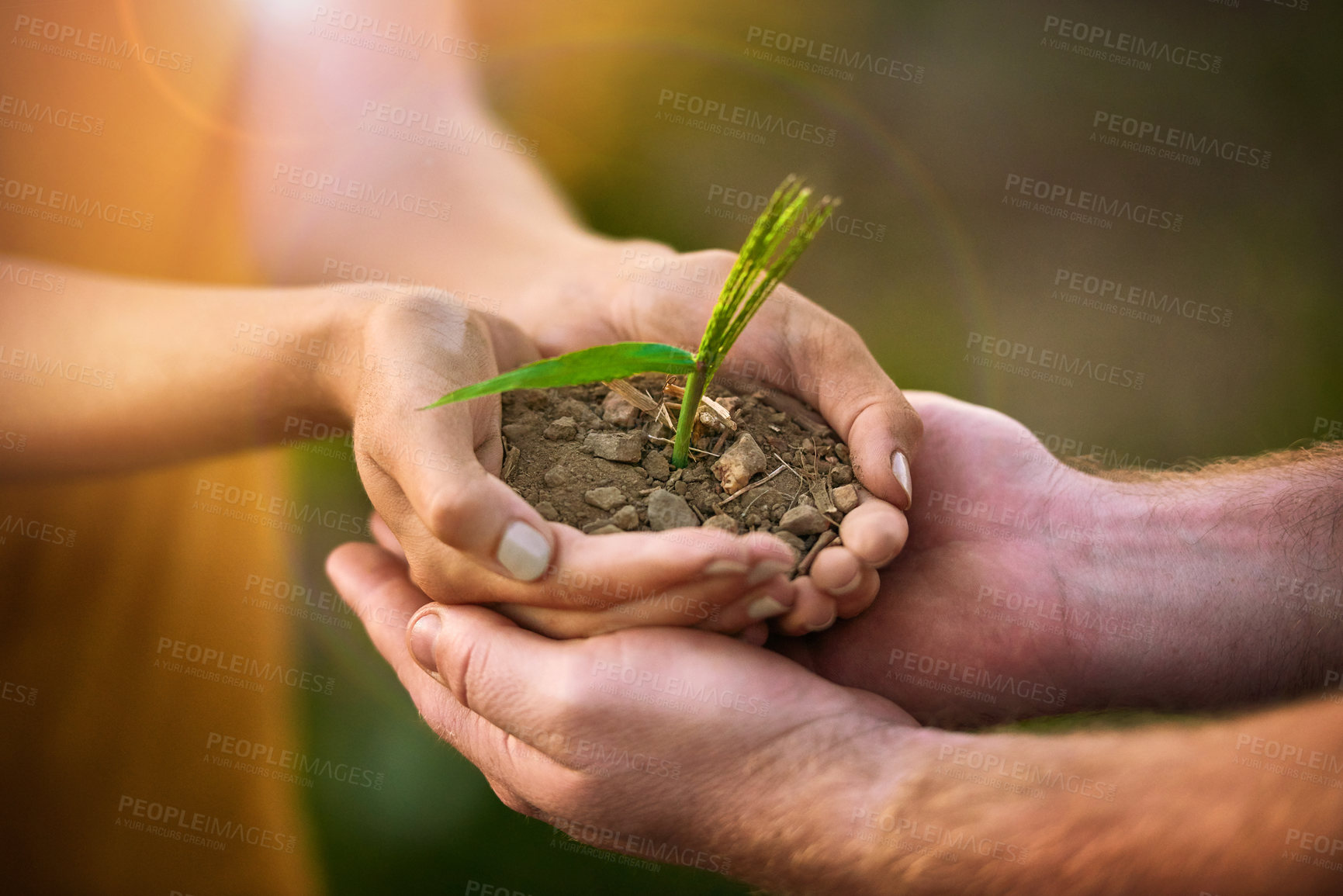 Buy stock photo Caring people holding in hands a seed, plant and soil growth for environmental awareness conservation or sustainable development. Eco couple with small tree growing in hand for fertility or Earth Day