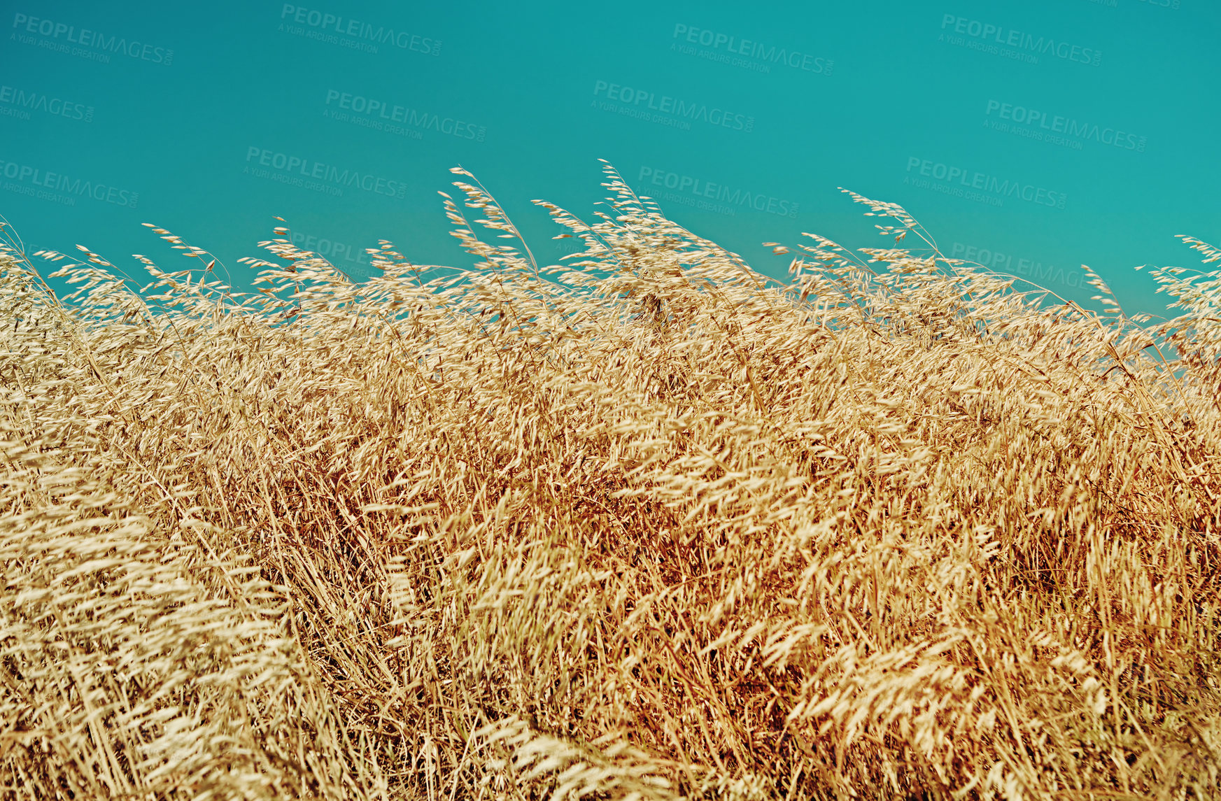 Buy stock photo Shot of an empty field