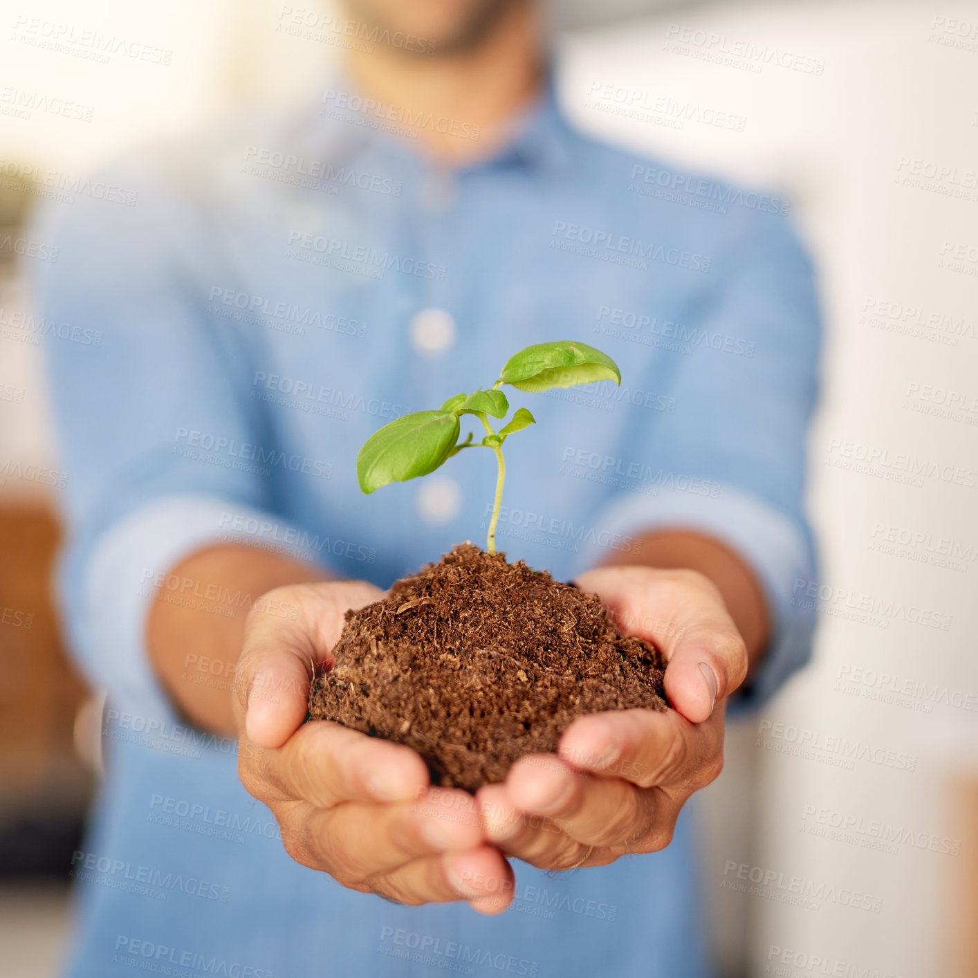 Buy stock photo Soil, hands and business person with seedling for company growth, investment or startup development. Closeup, plant and palms of employee with fertiliser for profit, sustainability or opportunity