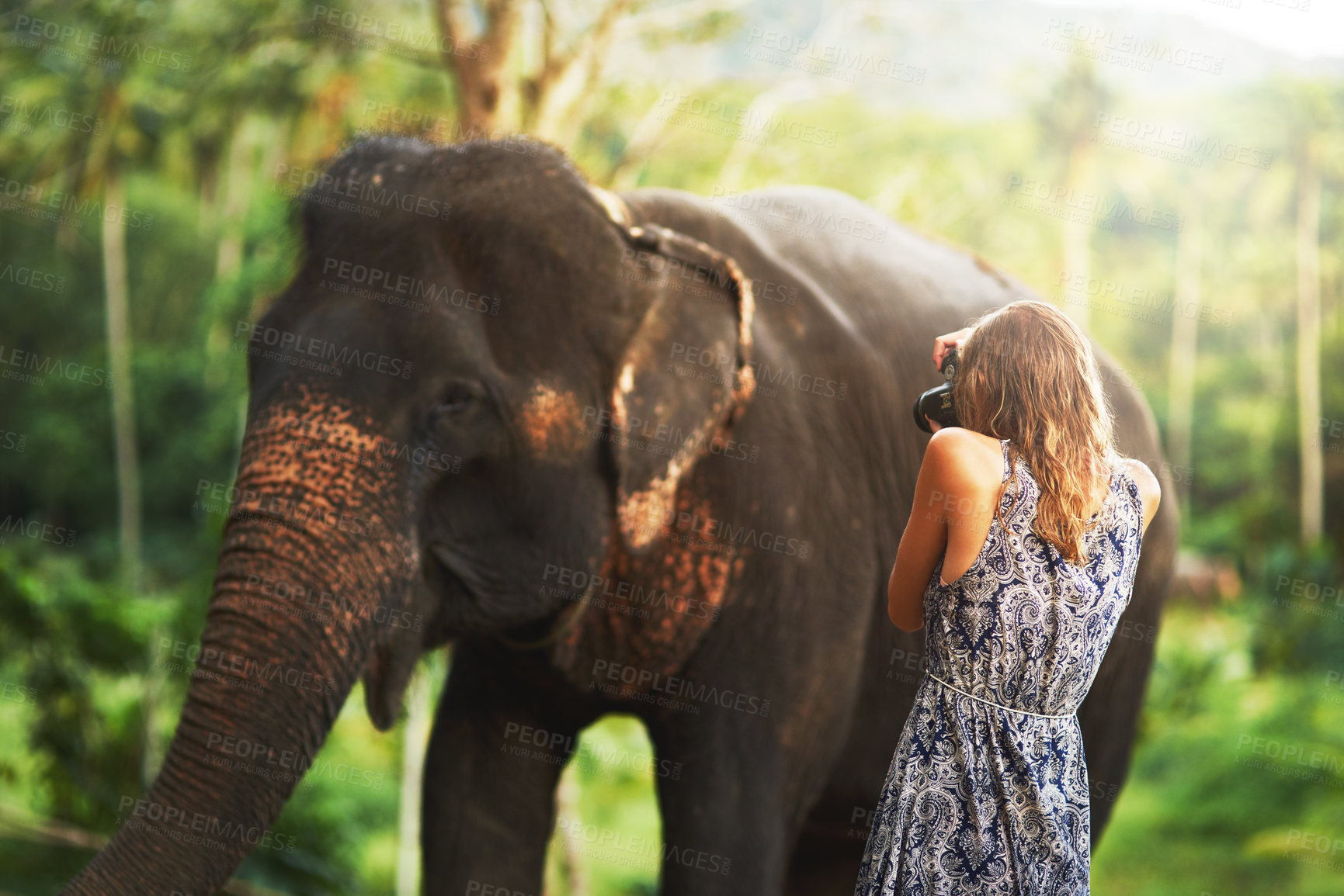 Buy stock photo Shot of a young woman taking a photo of an elephant eating plants in the jungle