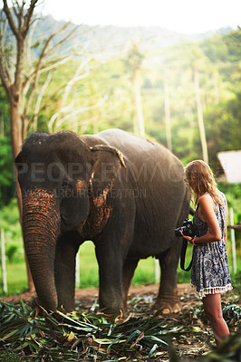 Buy stock photo Shot of a young woman standing next to a friendly elephant who's eating plants