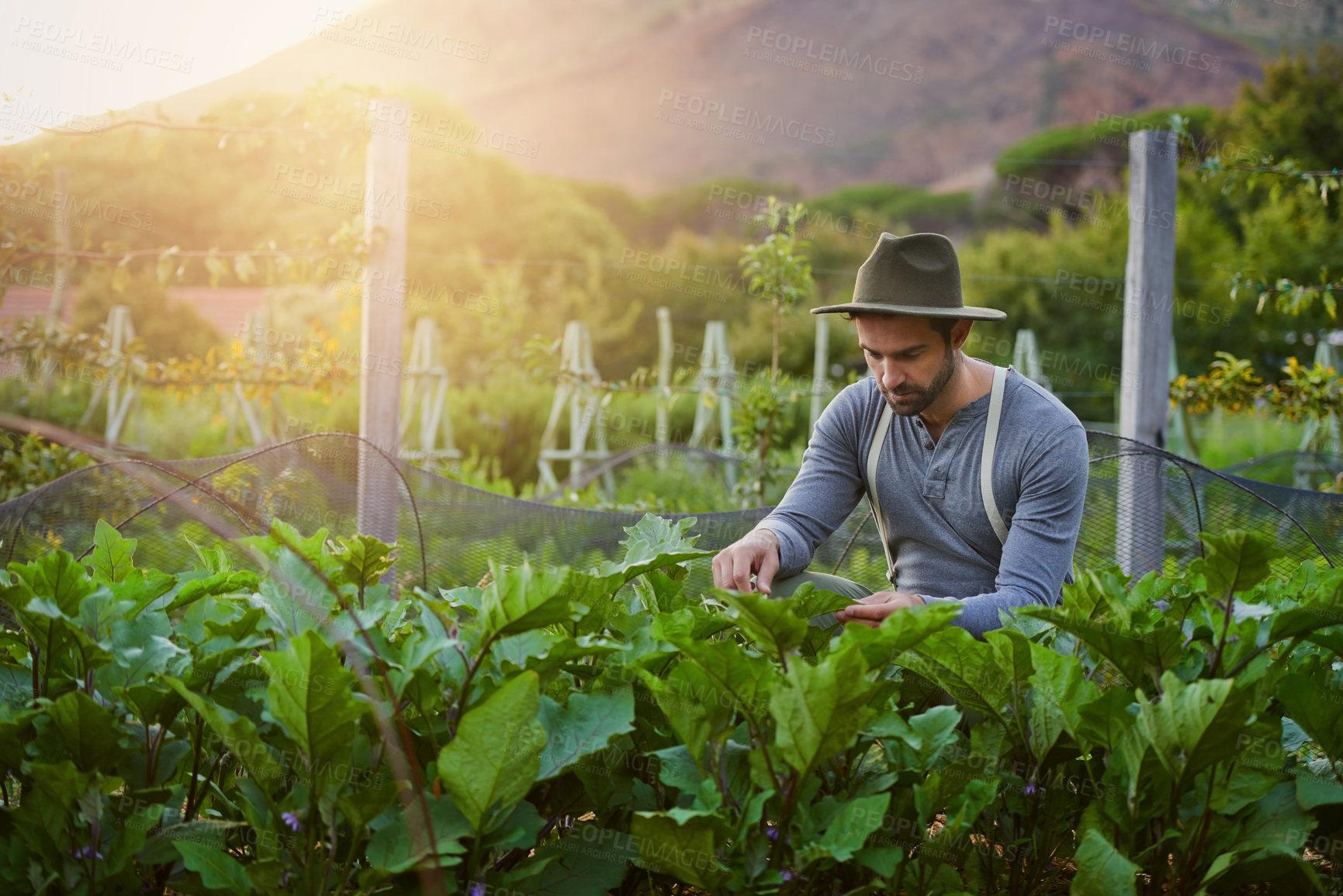 Buy stock photo Man, leaves and vegetables for farming, agriculture and sustainability with growth of eggplant or spinach in field. Farmer, man or gardener with green plants, gardening or check fertilizer for care