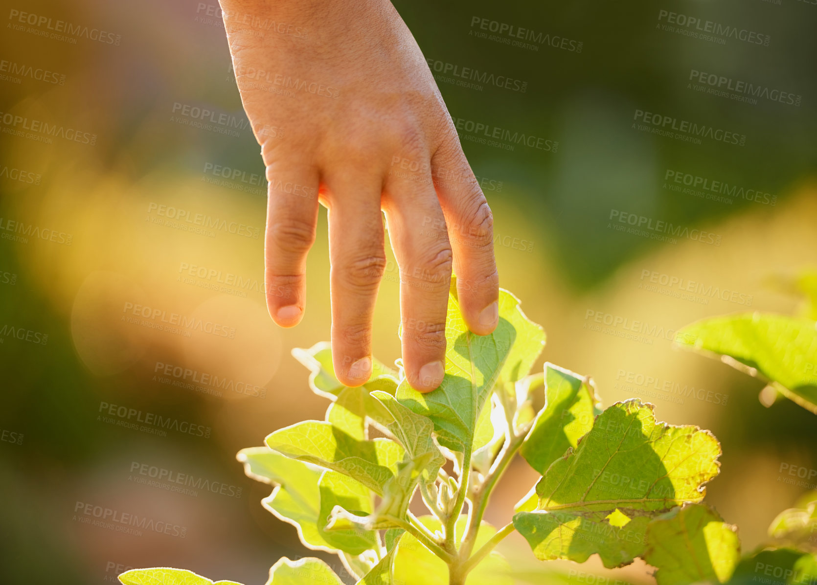Buy stock photo Cropped shot of a man touching the leaves of a plant in a garden