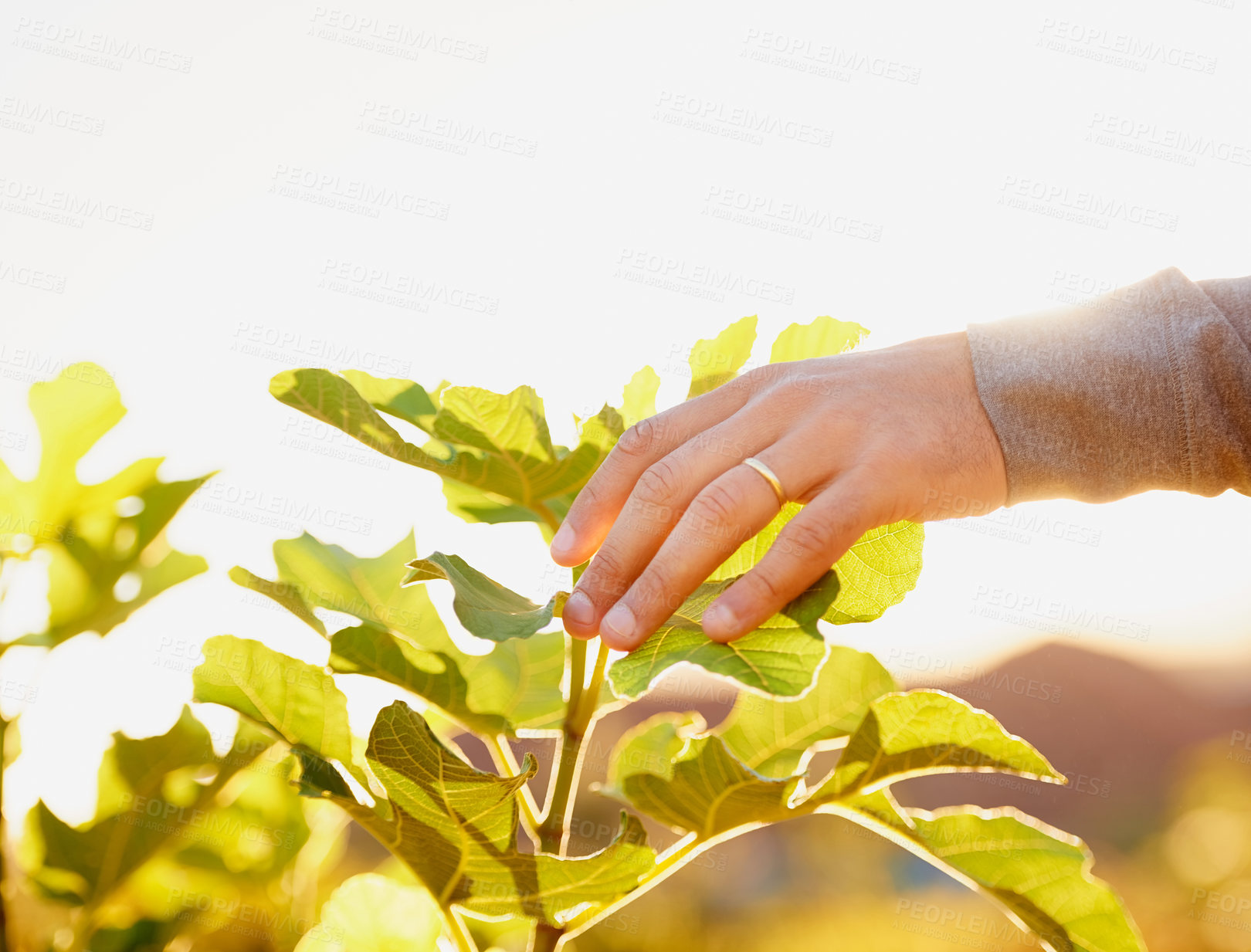 Buy stock photo Hands, leaves and plants for farming, gardening and agriculture in summer, sunshine and growth. Person with leaf of vegetable or fruit for closeup of crops, produce and working on field or gardening