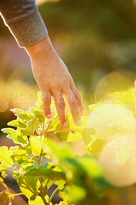 Buy stock photo Cropped shot of a man touching the leaves of a plant in a garden