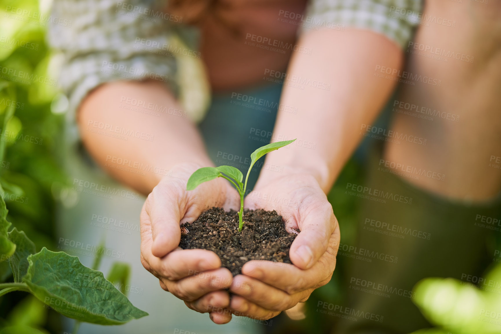 Buy stock photo Plants, hands and farming man with eco friendly growth, sustainability and agriculture, farmer and small business. Sapling soil, person palm and sustainable gardening, green leaf or earth day project