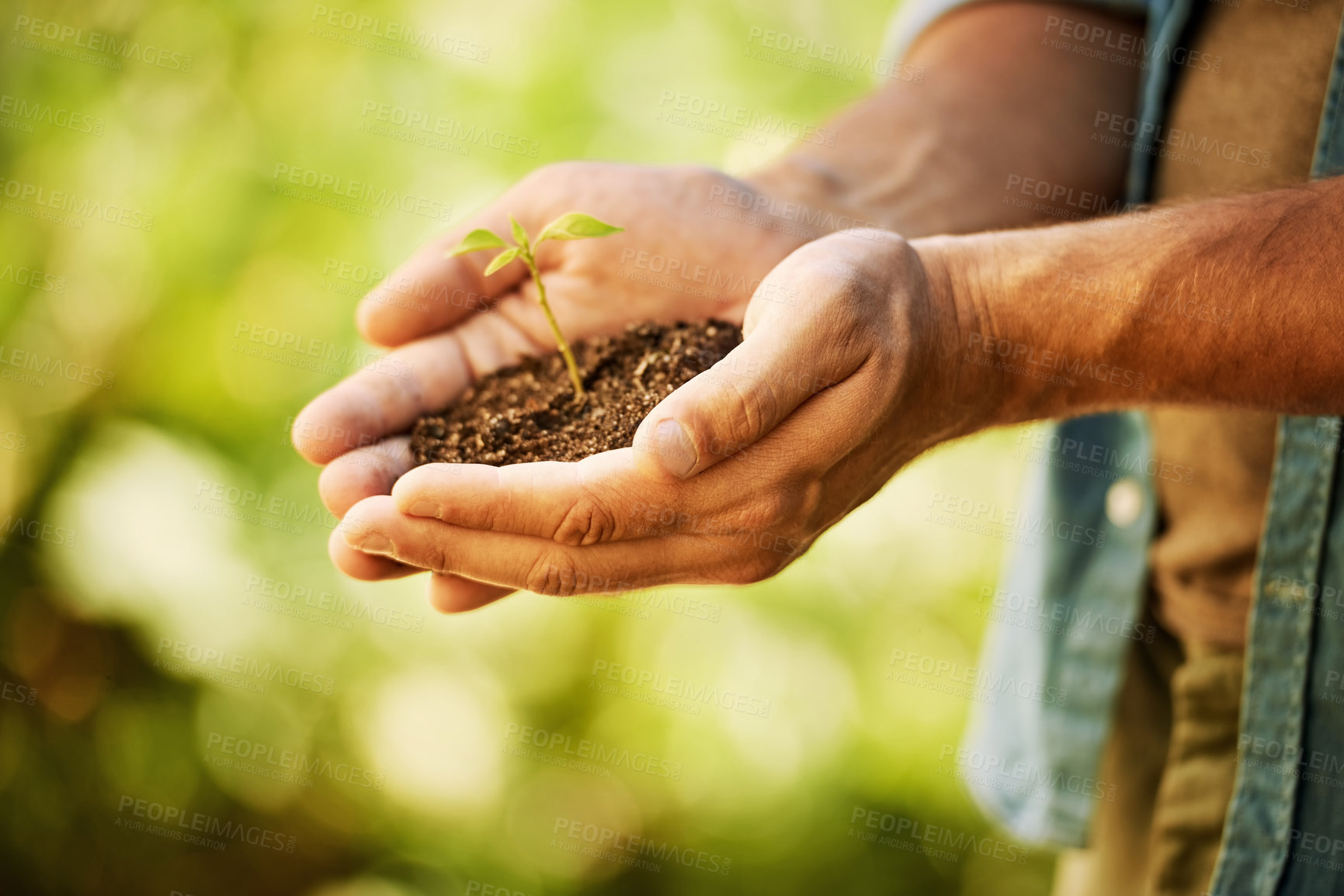 Buy stock photo Nature, farming and hands of man with seedling for sustainable, horticulture or future growth. Organic, soil and farmer with sapling in environment for eco friendly, gardening or germination of plant