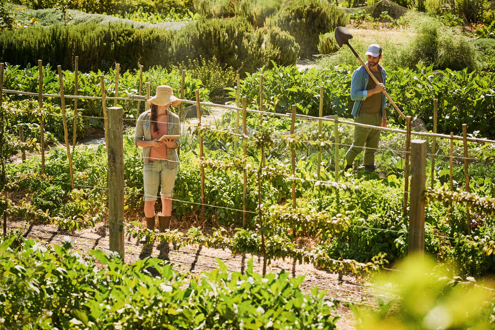 Buy stock photo Shot of two young farmers working together in the fields on their farm