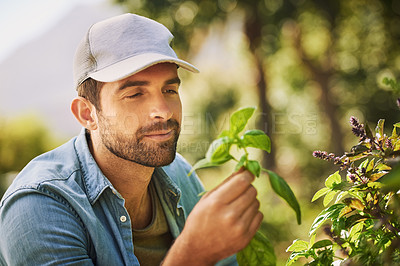 Buy stock photo Shot of a young farmer examining his crops on the farm