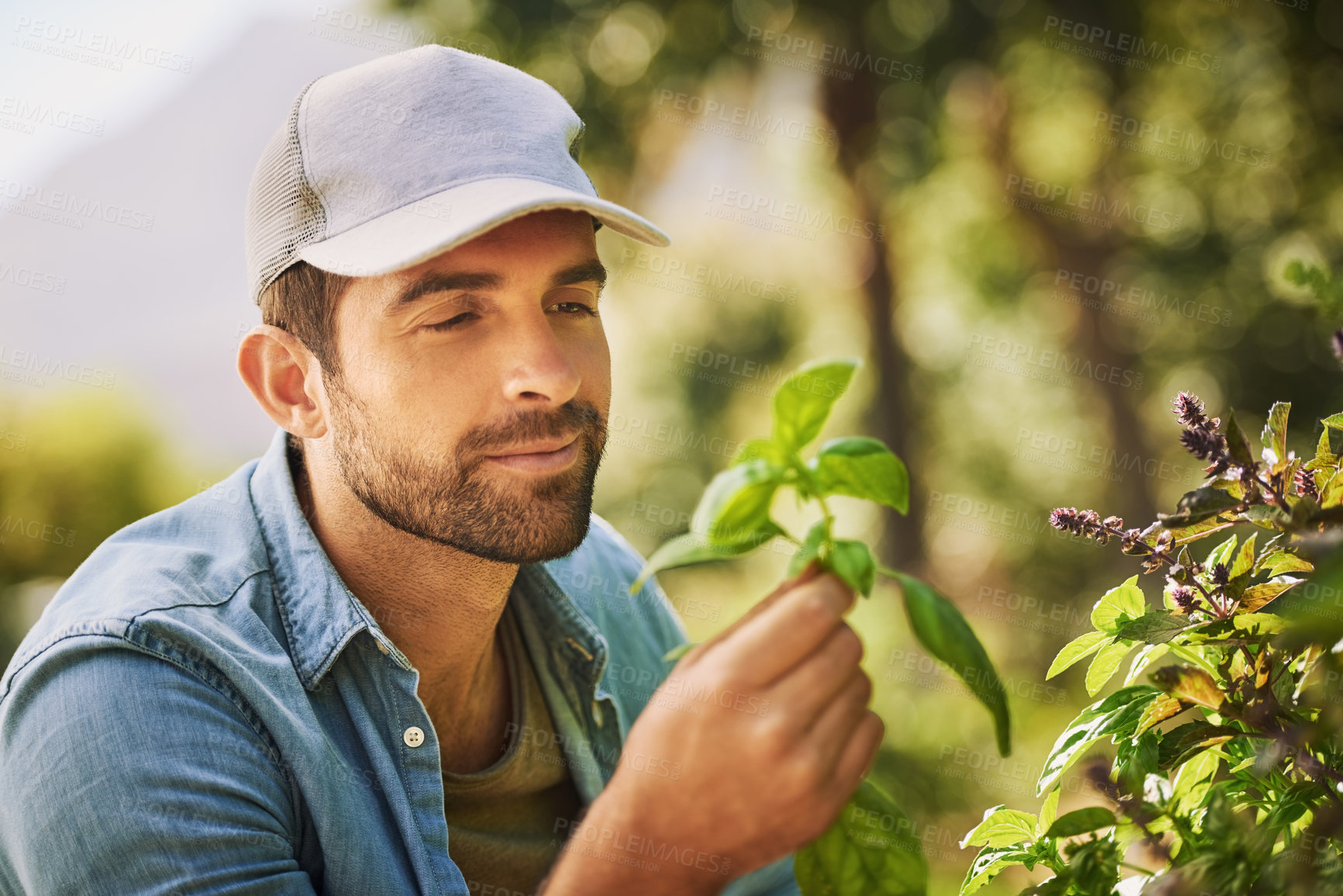 Buy stock photo Farmer, agriculture and check plant on farm for growth, quality assurance or crop production with cap. Man, inspection and agro food business with sustainability or ecology in countryside for harvest