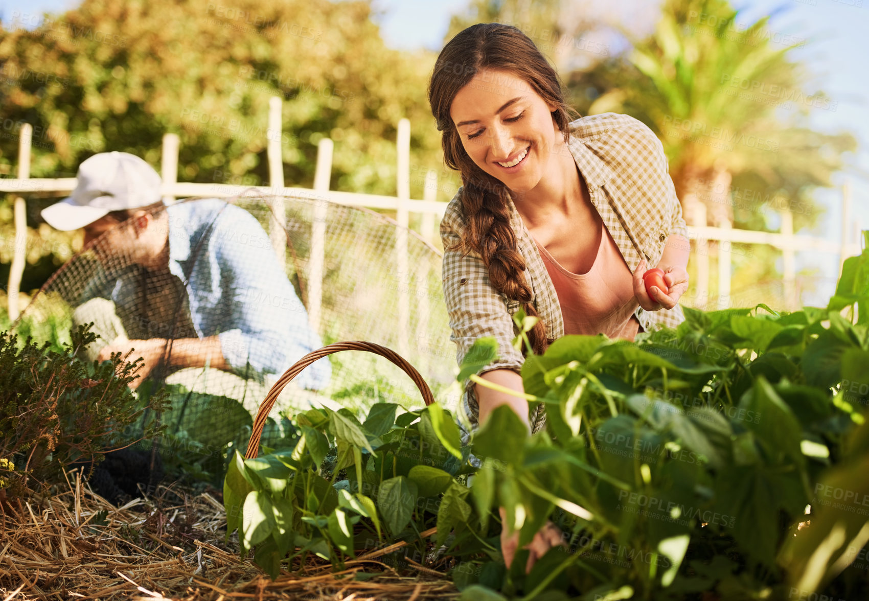 Buy stock photo Shot of two happy young farmers harvesting herbs and vegetables together on their farm