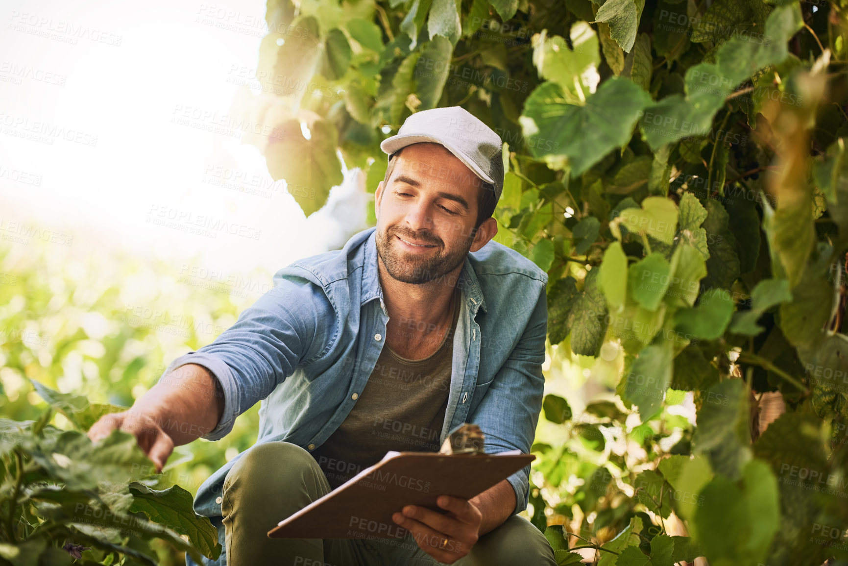 Buy stock photo Farmer, agriculture and check crop on farm for growth, quality assurance and vegetable production. Man, inspection and agro food business with sustainability or ecology in countryside for harvest