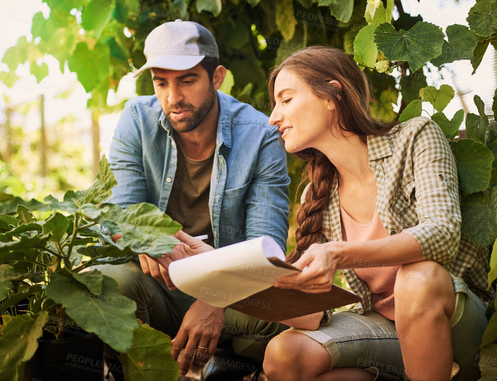 Buy stock photo Agriculture, farmer and couple check plants outdoor for growth and harvest vegetables in nature. Man, woman and work at garden farm together with document for agro, discussion and food production