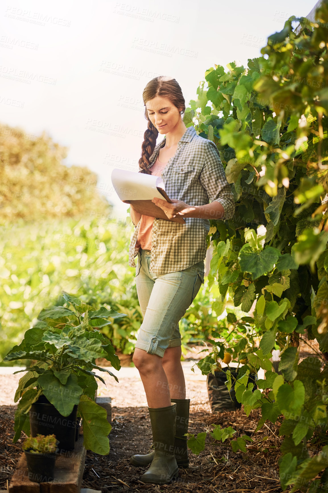 Buy stock photo Woman, farmer and paper for crop business, checklist and review produce quality or development. Female person, agriculture and clipboard for farm report, ecology production and planning for growth