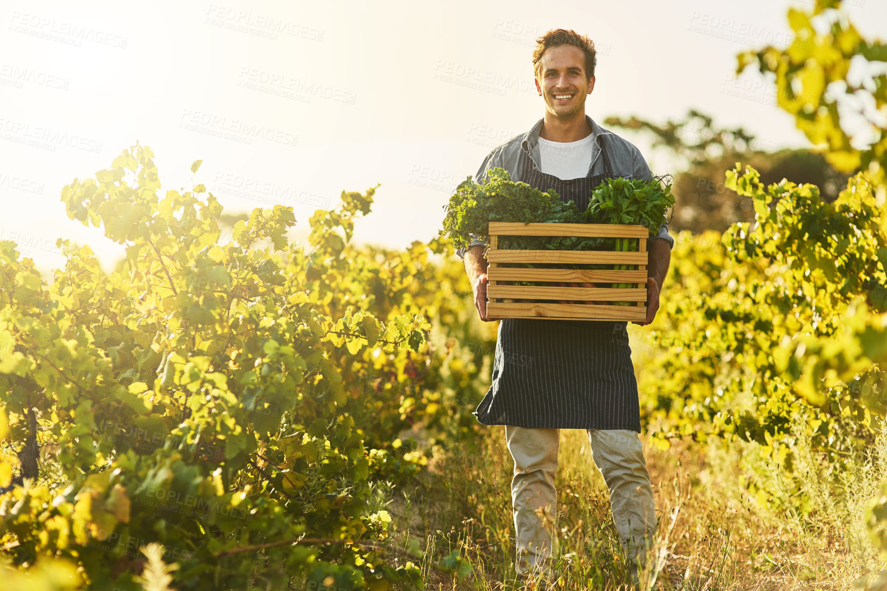 Buy stock photo Agriculture, farming and portrait of man with box for vegetables, production and growth in nature. Smile, farmer and container with organic produce for sustainable business, environment and harvest