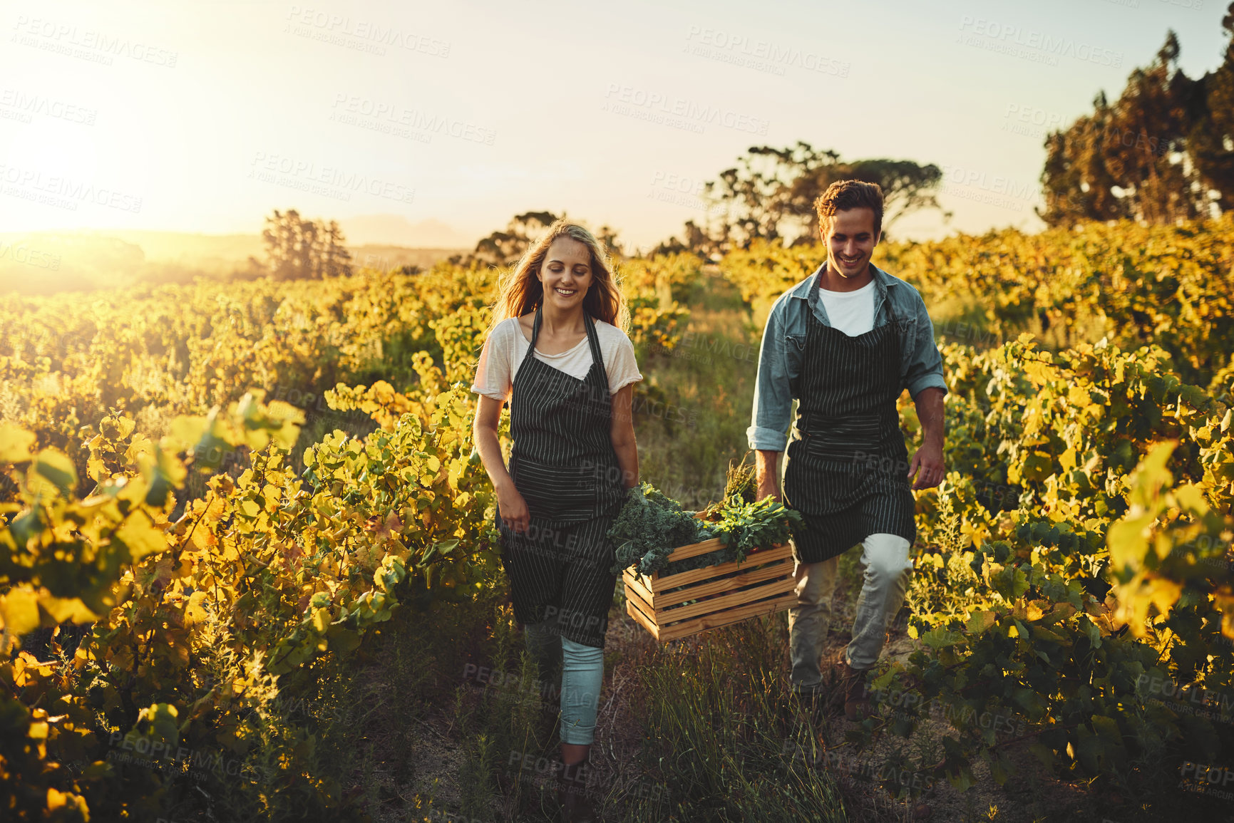 Buy stock photo Shot of a young man and woman holding a crate full of freshly picked produce on a farm