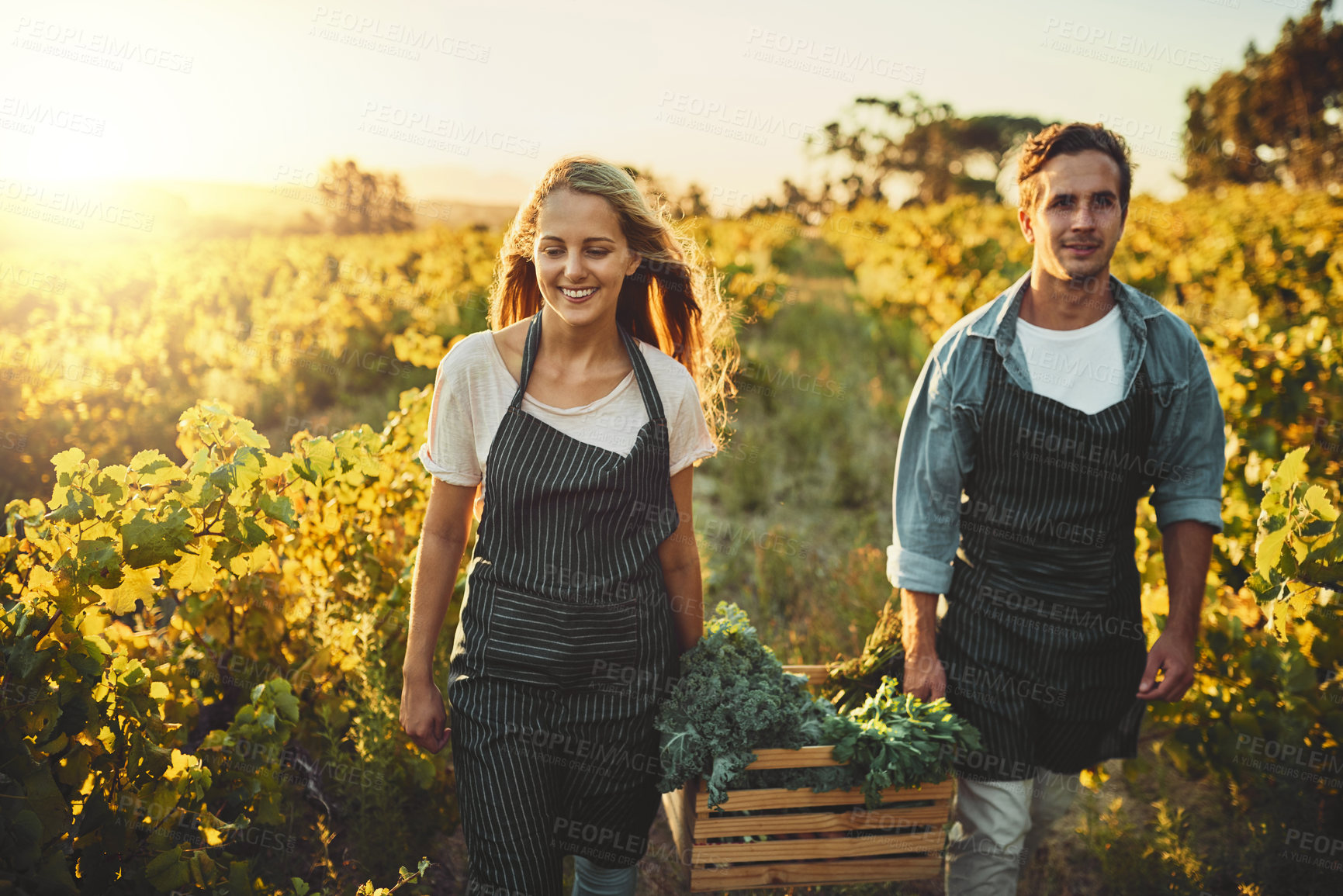 Buy stock photo Teamwork, crate and smile with couple on farm for agriculture, growth and wine. Partners, help and work with man and woman in grape field of countryside for vineyard, sustainability and environment