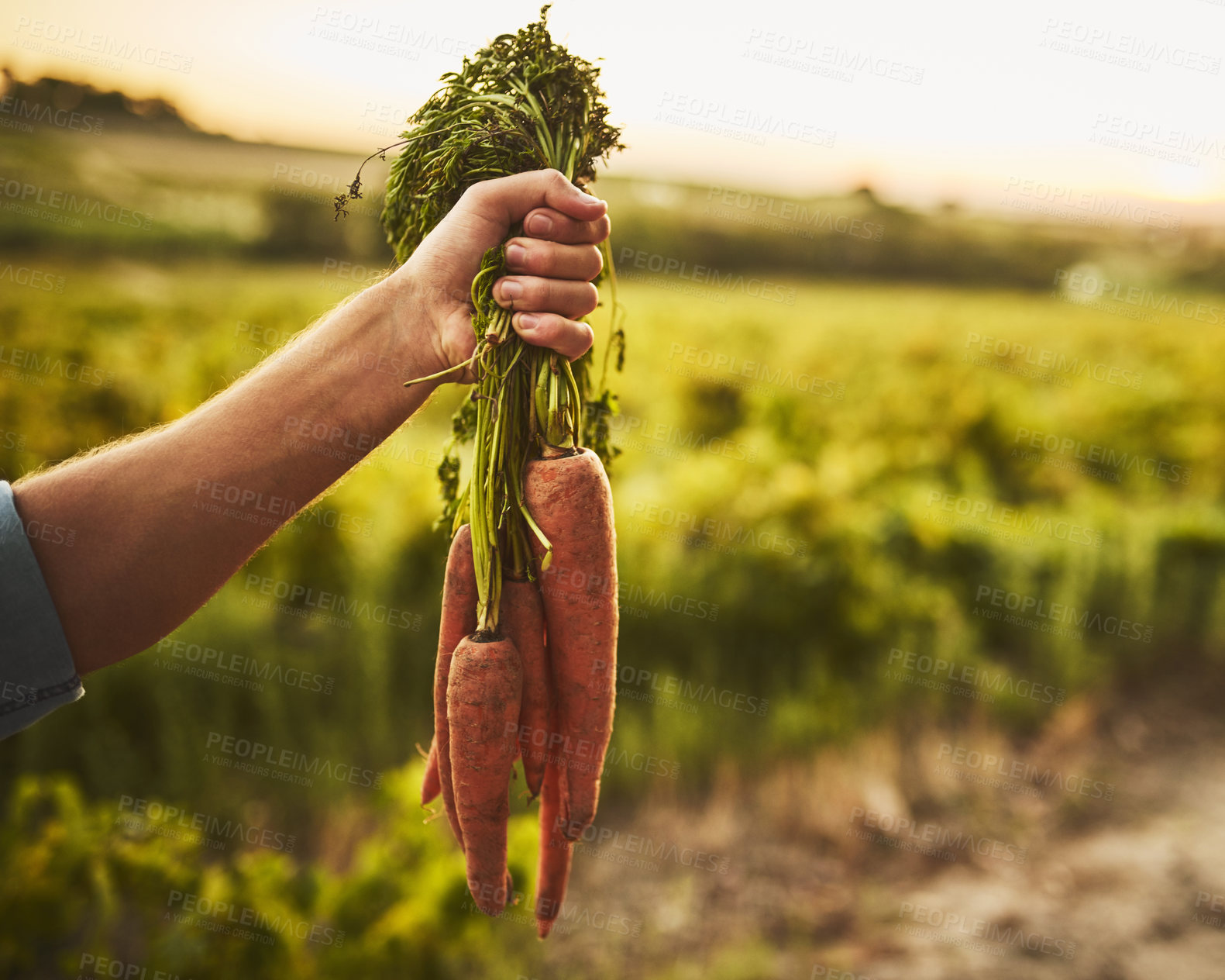 Buy stock photo Unrecognizable shot of a hand holding a bunch of carrots with green vegetation in the background