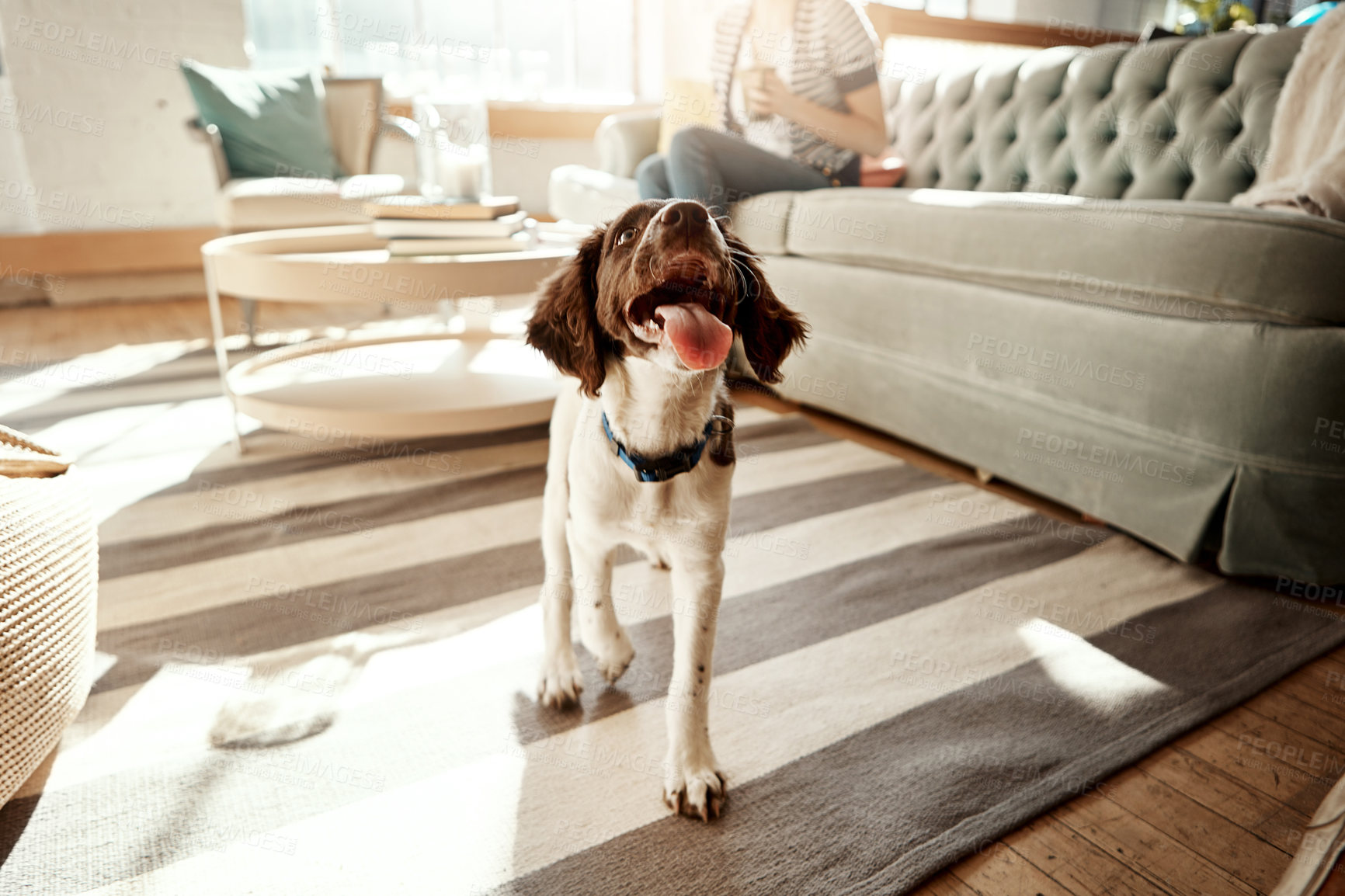 Buy stock photo Dog, house pet and cute animal on a carpet in a living room, apartment or home with love and care. Playful, curious and happy Spaniel breed walking with tongue out in lounge to relax in room