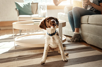 Buy stock photo Pets, love and dog sitting in living room waiting for good dogs treat, training cute house pet on home floor. Animal lifestyle, loyalty and happy relationship with curious puppy on carpet with collar