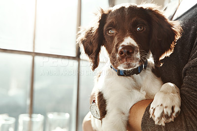 Buy stock photo Closeup dog face, arms and woman in home with love, care and bonding with animal for friendship by window. Puppy pet, embrace and owner in house with hug, blurred background and sunshine in apartment