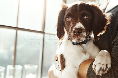 Buy stock photo Animal, portrait and dog with love relax at house from adoption, new home and care in arms of owner support. Pet puppy, healthy and loyalty with attention, wellness or calm for trust of person