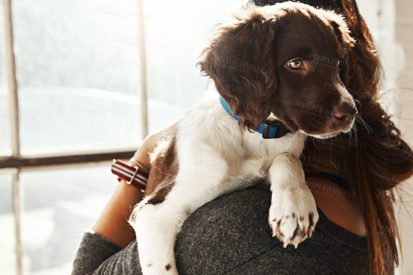 Buy stock photo Dog, window and woman hug pet in home, bonding and caring. Love, dogs and female hugging, cuddle or embrace with domestic animal with affection, support and enjoying quality time together in house.