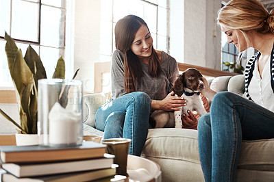 Buy stock photo Lounge, women and friends with love for dog, couch and smile for petting of animal, labrador and bonding in house. Home, girl and person with pet, sofa and hand on puppy and healthy in living room