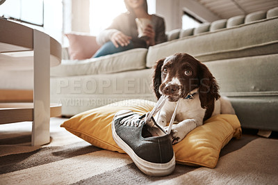 Buy stock photo Animal, dog and play with shoes in living room for guilty mess by biting sneaker, explore or protection. Pet puppy, training and relax on carpet with chewing behaviour, friend and toy for development