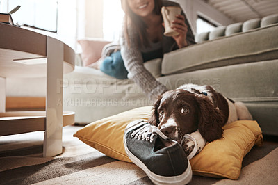 Buy stock photo Animal, pet and dog with shoes in living room for playful behaviour, happiness and relax with owner at home. Training, domestic pets and woman on sofa with cute, adorable and furry puppy bite sneaker