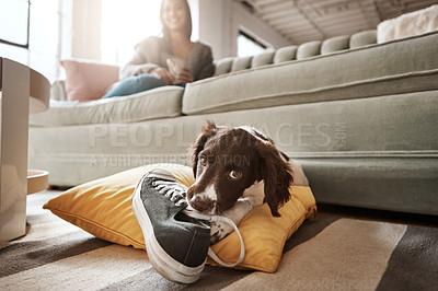 Buy stock photo Pet, animal and dog with shoes in living room for playful, happiness and relaxing with owner at home. Training, domestic pets and woman on sofa with cute, adorable and furry puppy bite sneaker