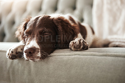 Buy stock photo Dog, sleepy and sofa with relax in living room for nap with cozy, resting and tired in house. Exhausted, pet and fatigue from playing or waiting with English Springer Spaniel in home with closeup