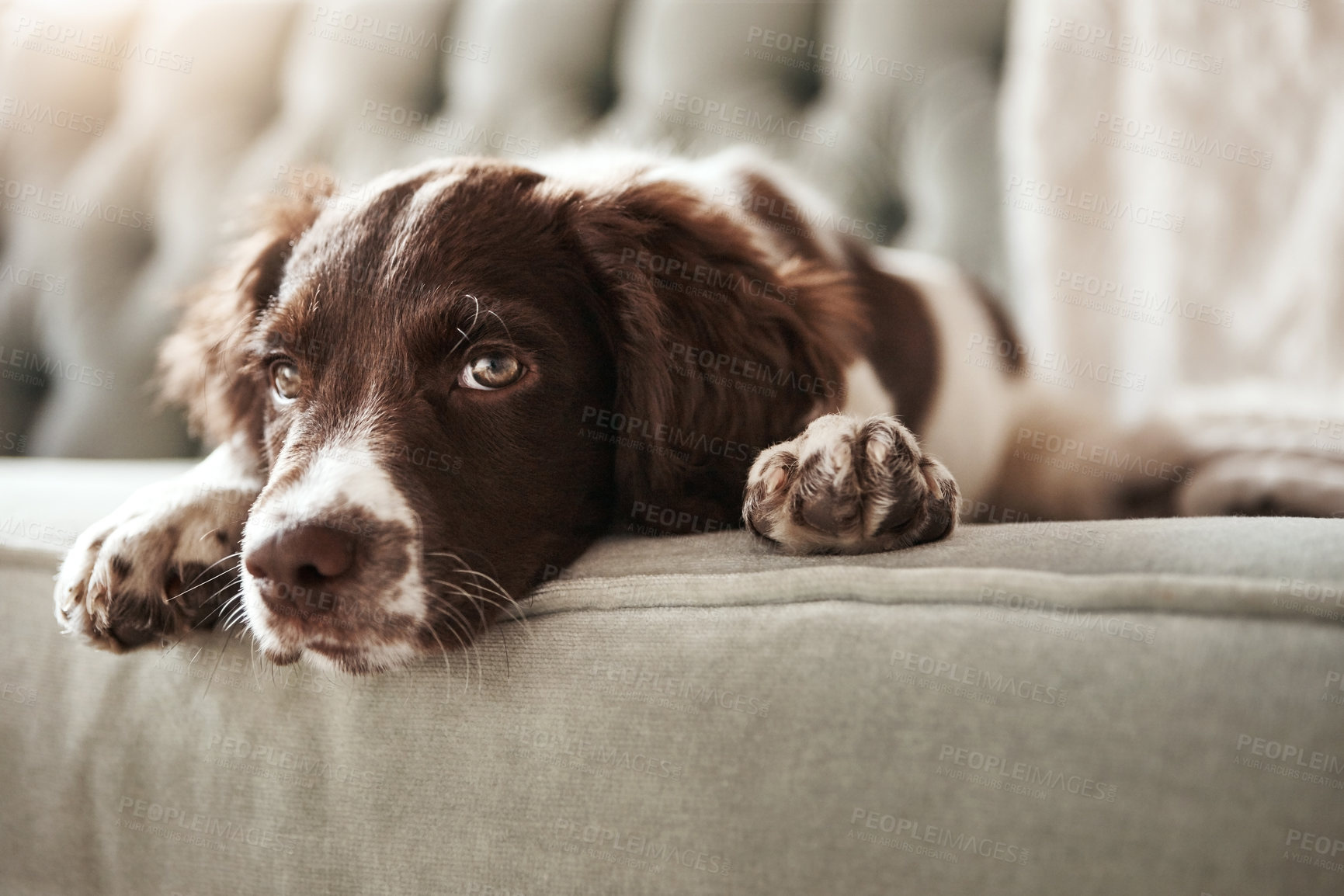 Buy stock photo Adorable dog, relax and sofa lying bored in the living room looking bored or cute with fur at home. Portrait of relaxed animal, pet or puppy with paws on the couch interior relaxing at the house