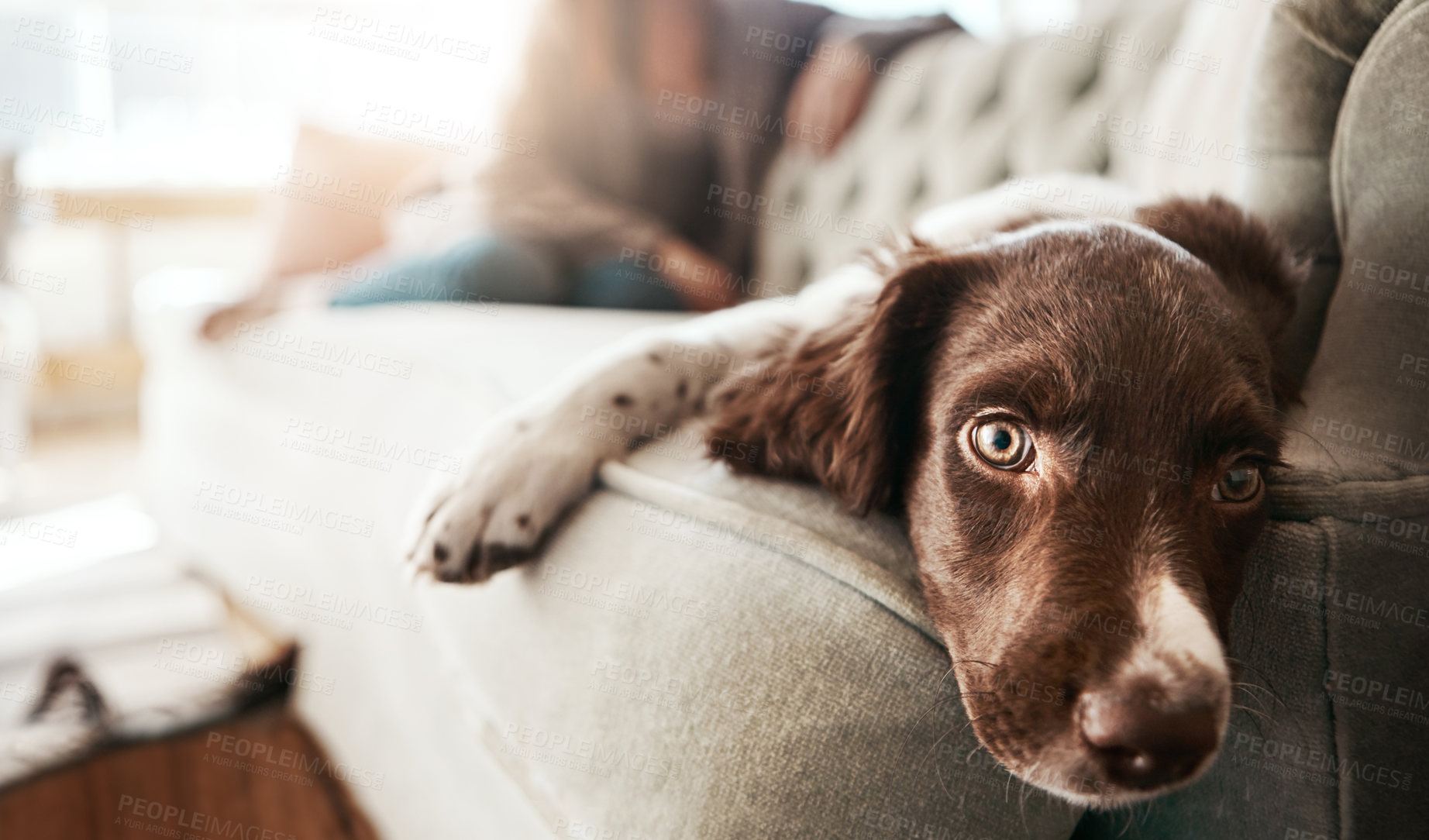 Buy stock photo Adorable sad dog, relax and sofa lying bored in the living room looking cute or tired with fur at home. Portrait of relaxed animal, pet or puppy with paws on the couch interior relaxing at the house