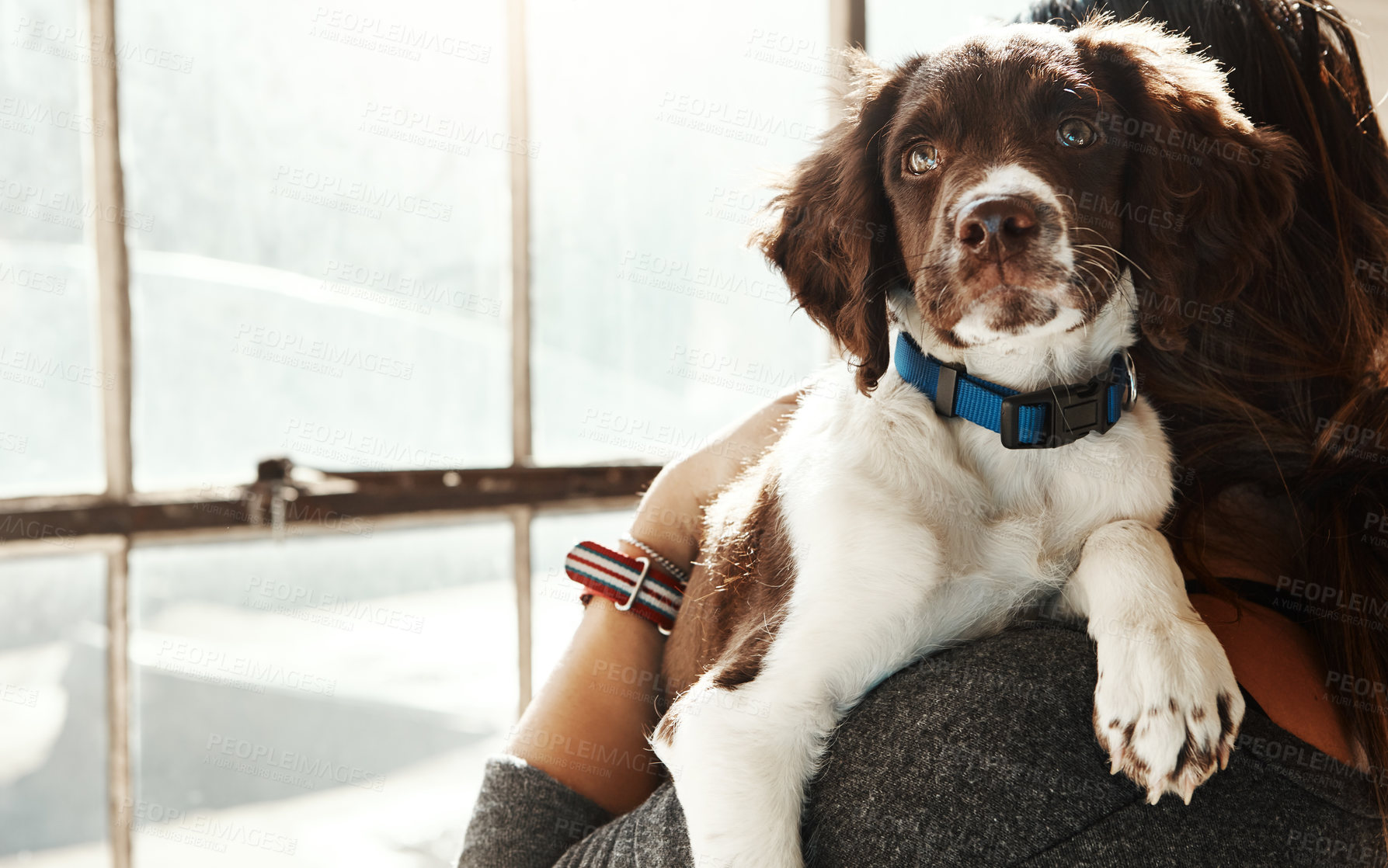 Buy stock photo Woman, dog and animal with love relax at house from adoption, new home and care in arms of owner support. Pet puppy, person and hug with kindness, gratitude and bonding for peace together in morning