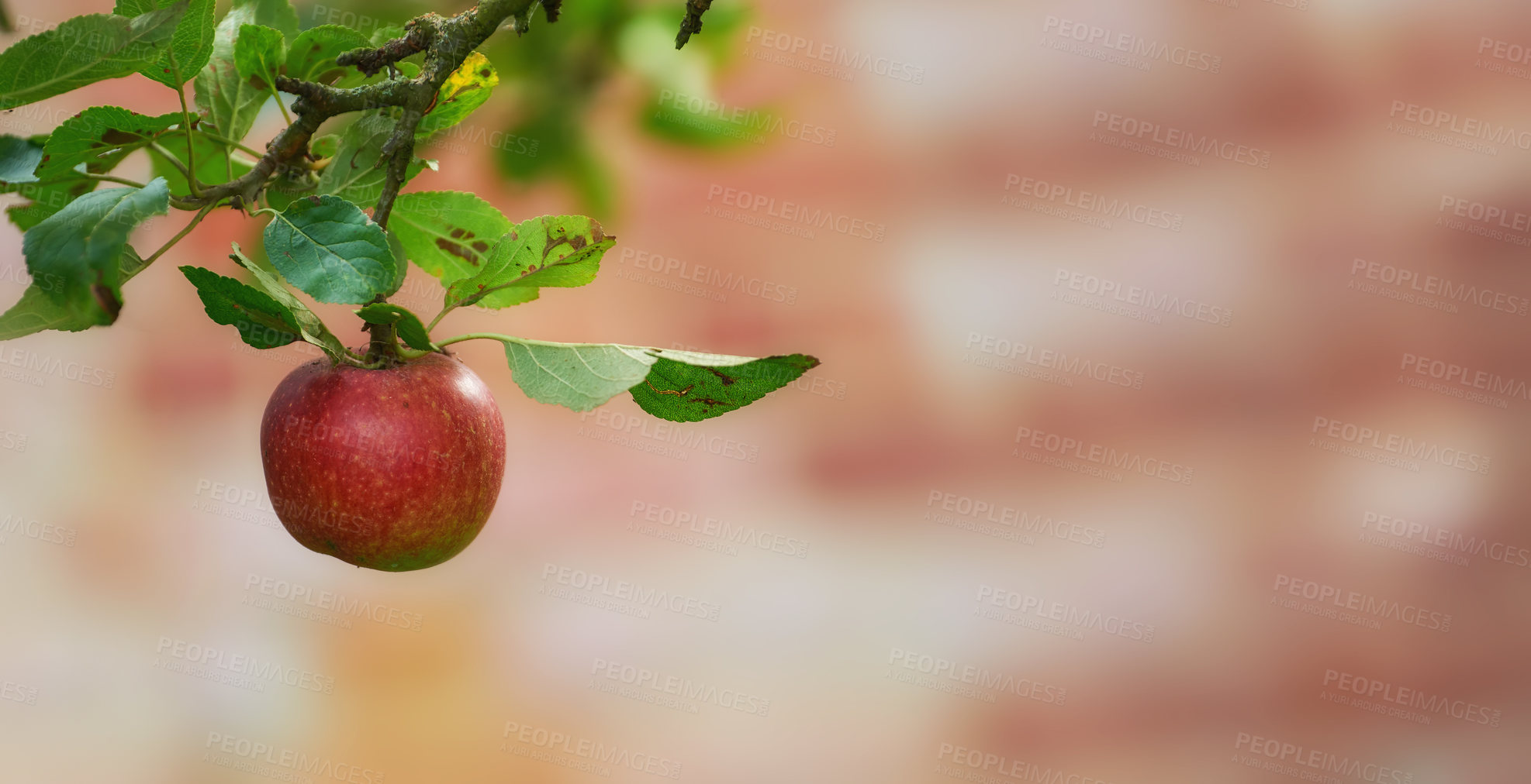 Buy stock photo A close-up shot of an apple with a blurred background. A delicious, juicy, red apple on a tree in the garden. Red organic apples on the tree. A fresh juicy red apple on a tree in summer. 

