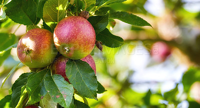 Buy stock photo Red apples growing on tree branch in an orchard on a bright and sunny day outdoors. Fresh, organic and ripe seasonal produce for harvest on a field. Sweet, delicious and healthy fruit